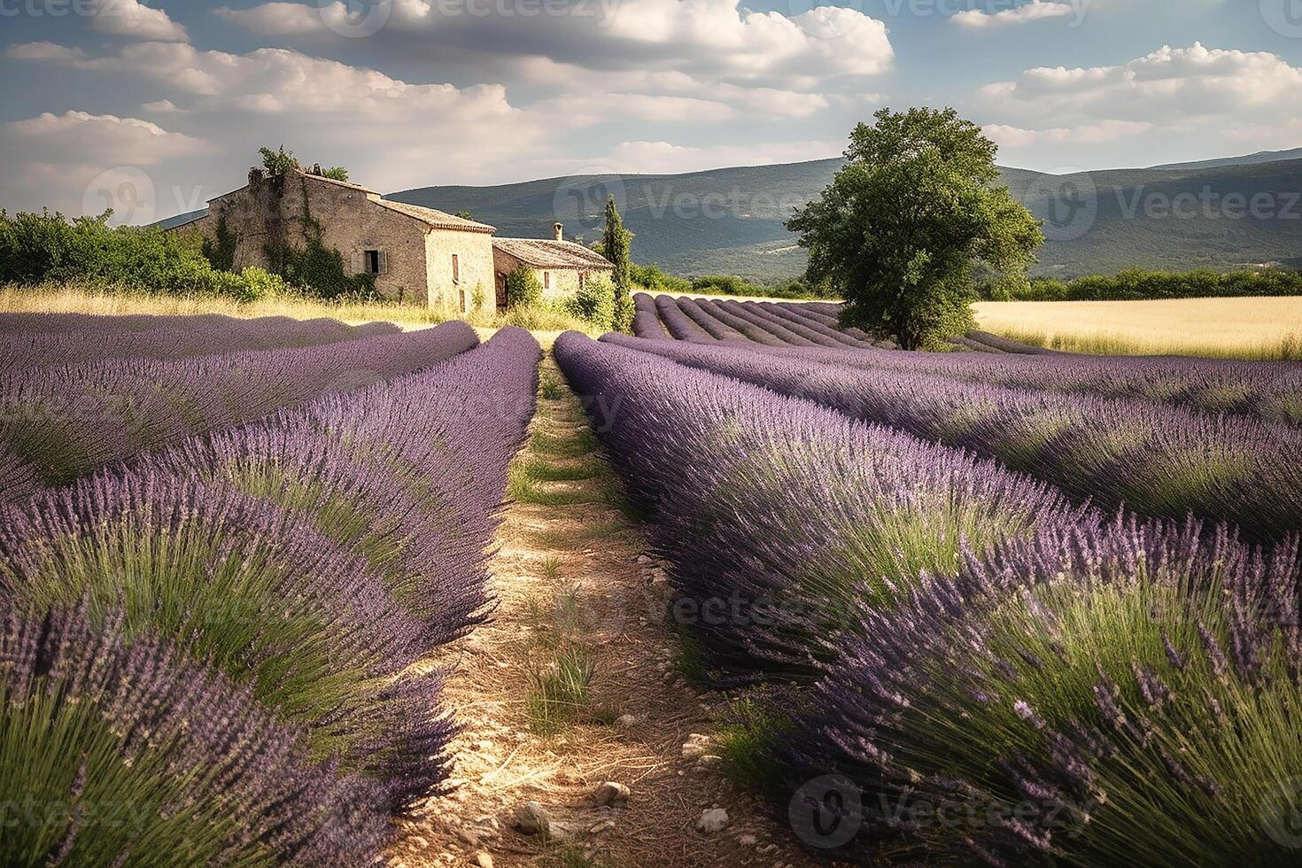 lavanda paisaje en el estilo de provenza cuidado filas de lavanda a puesta de sol. generativo ai foto