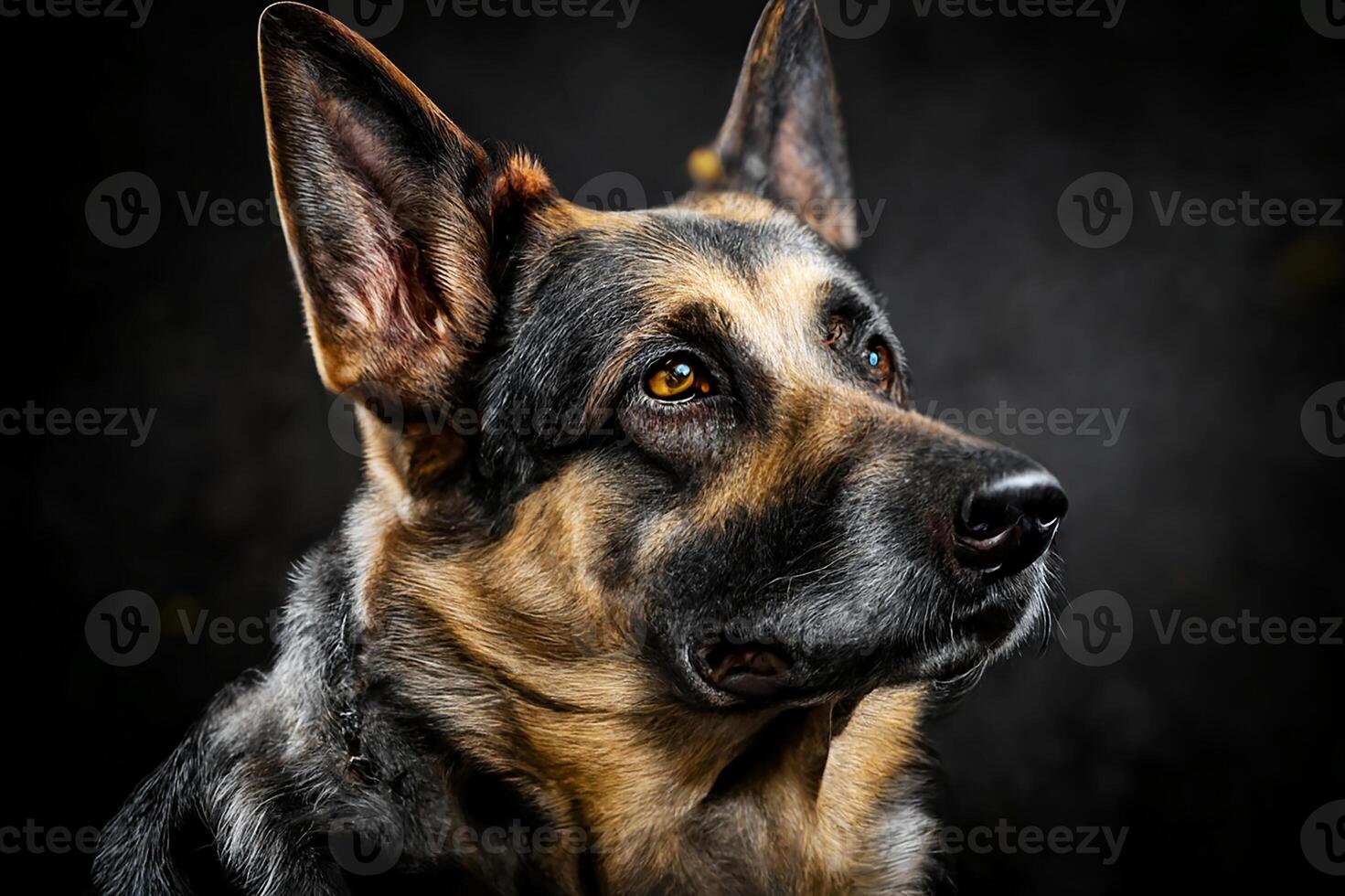 Dog German Shepherd on a dark background. photo