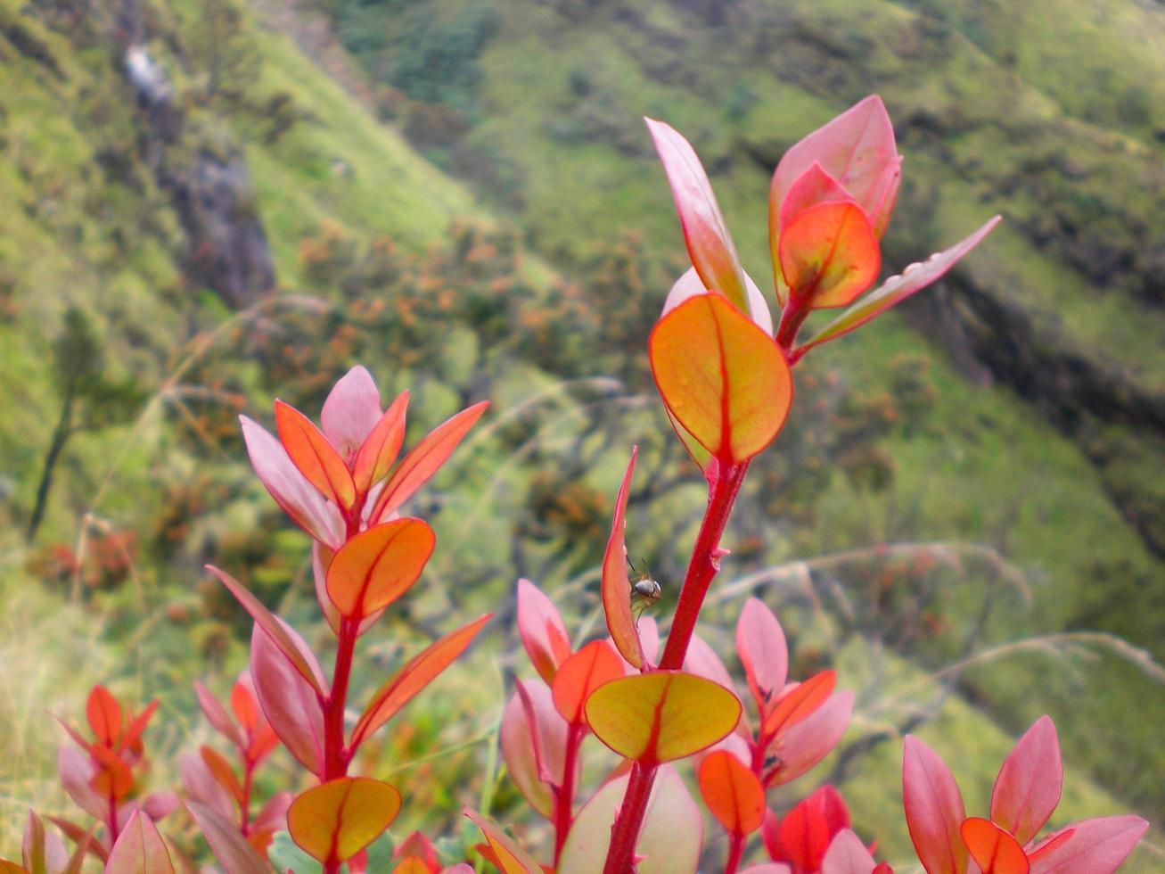 Beautiful red leaves of wild plants on the mountain. photo