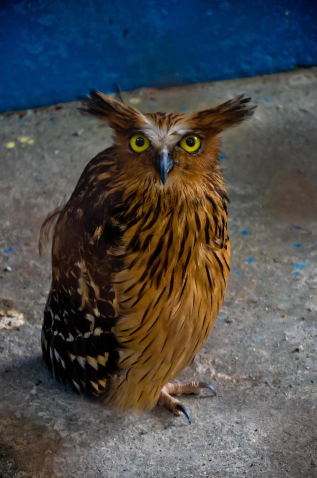 brown owl with sharp yellow eyes photo