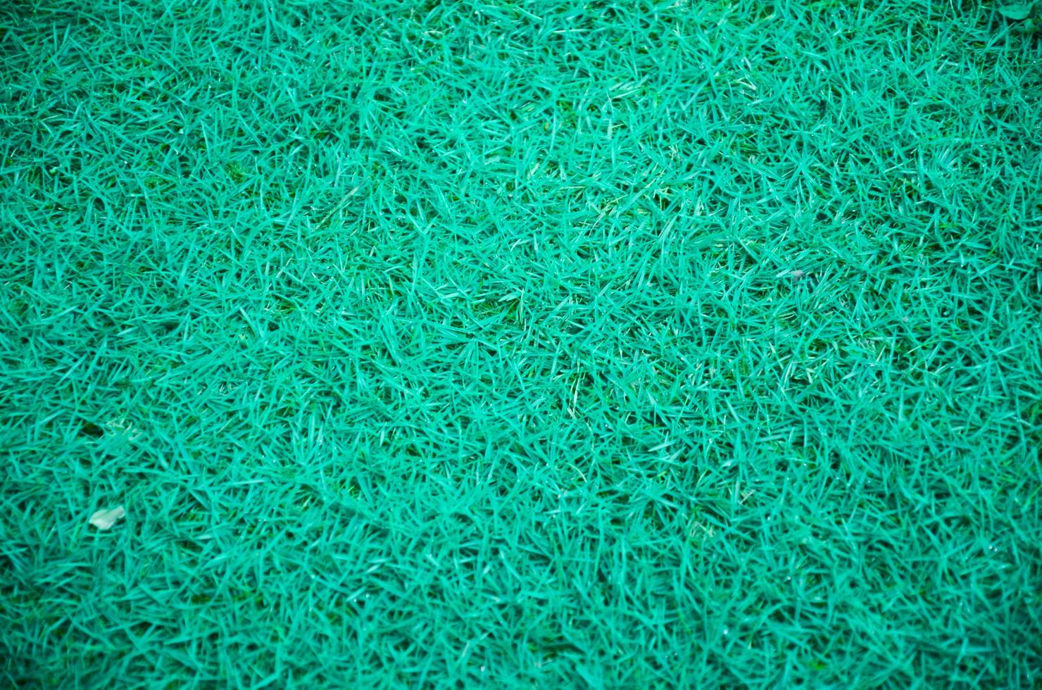 Abstract background of light tosca green grass field. photo