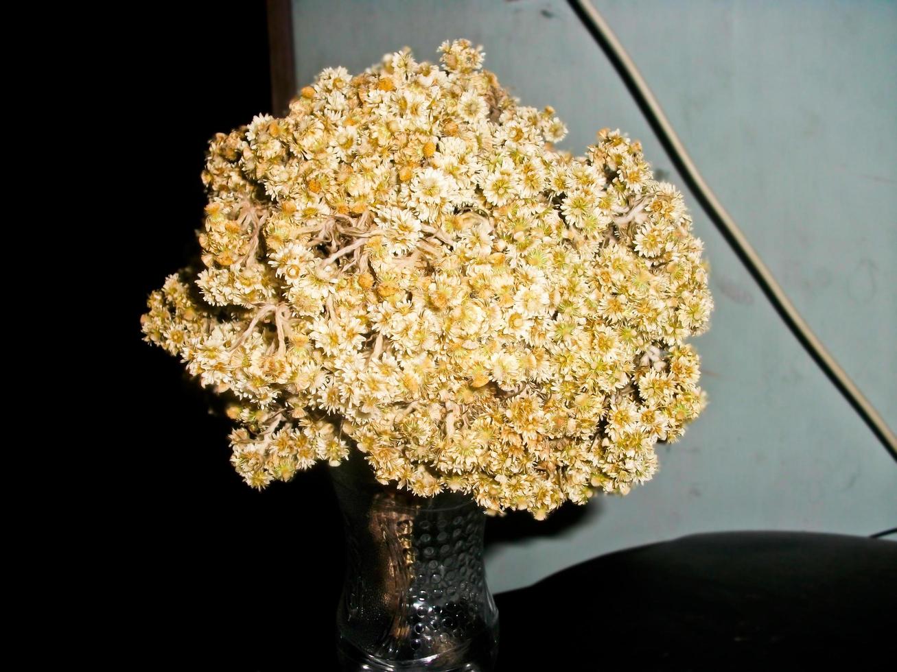 Dry edelweiss flower in a vase photo