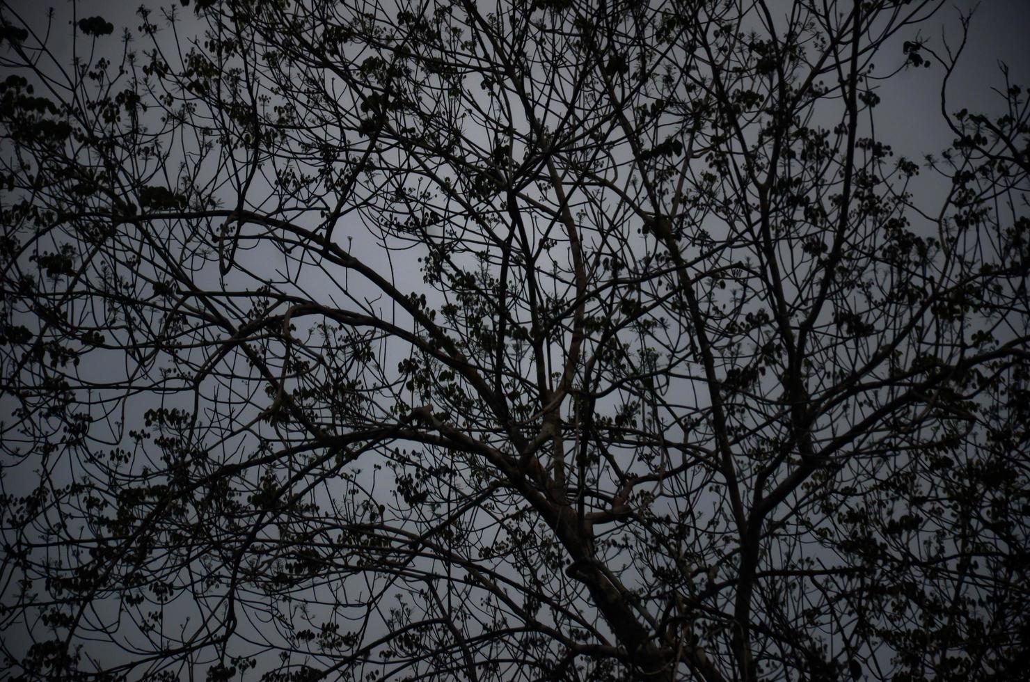 Abstract background of a huge tree and its branches in the afternoon photo