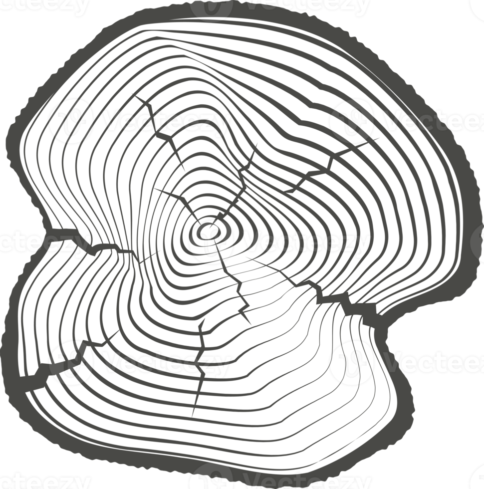 Tree ring wooden log. Circle annual stump texture and topography circle. Outline timber slice png