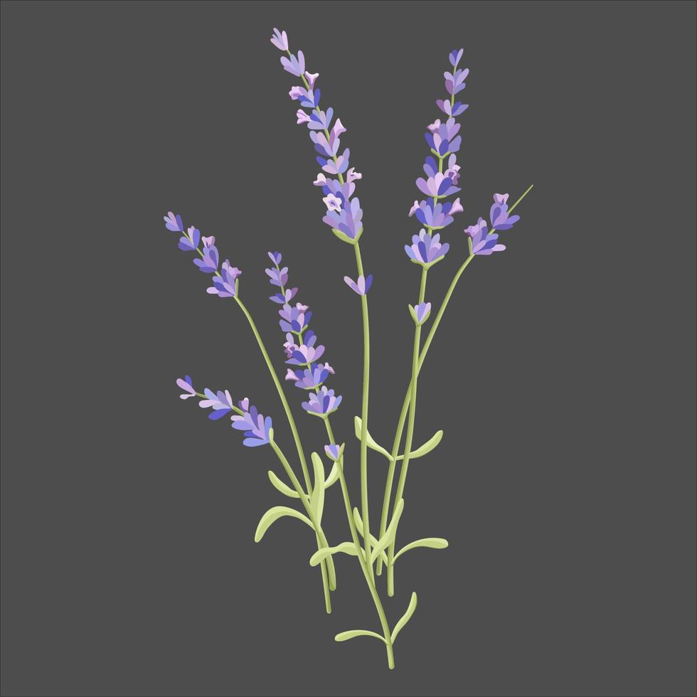 blooming lavender flowers, clusters of lavender flowers, , dazzling purple flowers vector