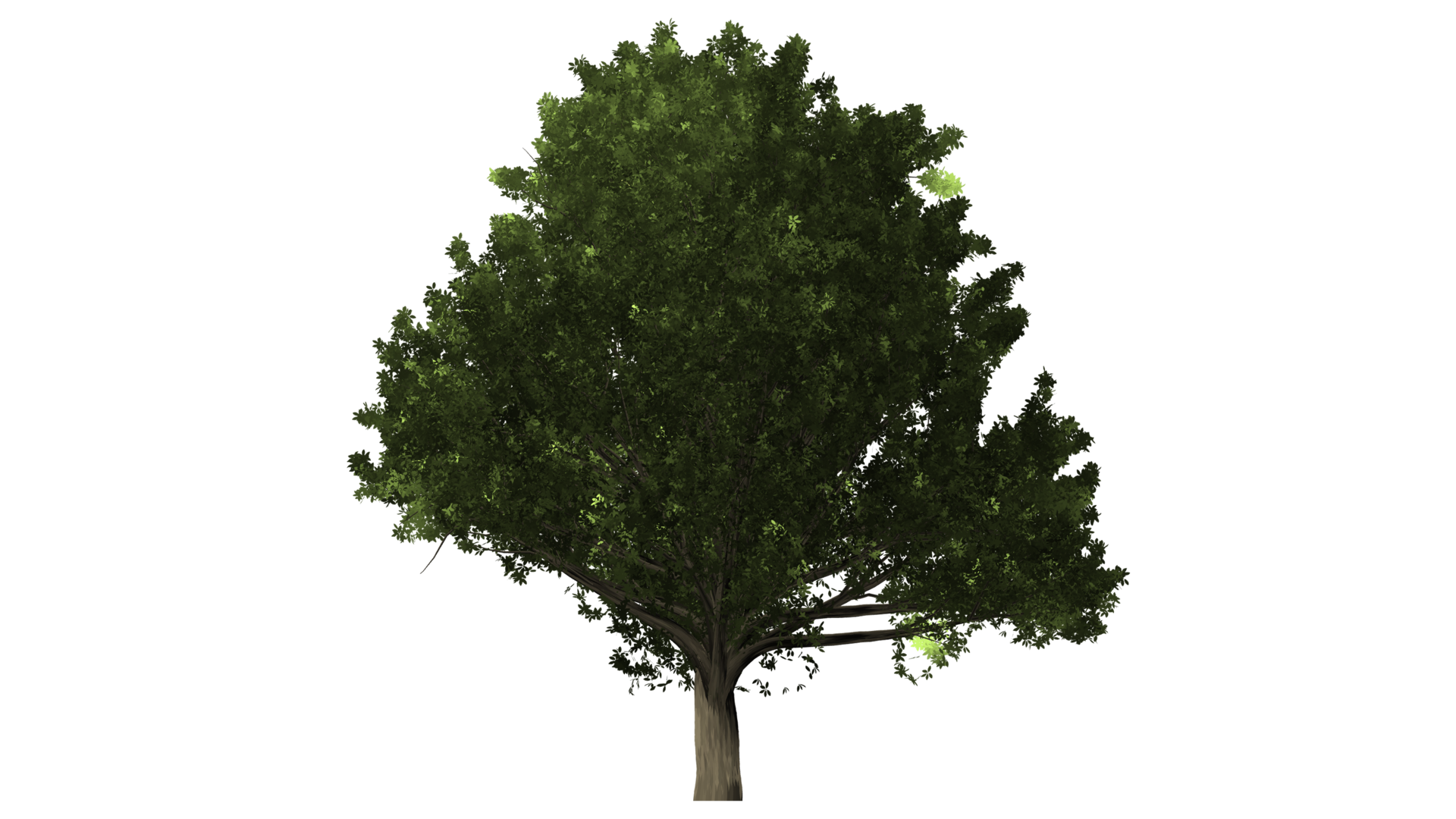 Premium Tree PNG Image for Sale HighQuality Transparent Trees 22936577 PNG