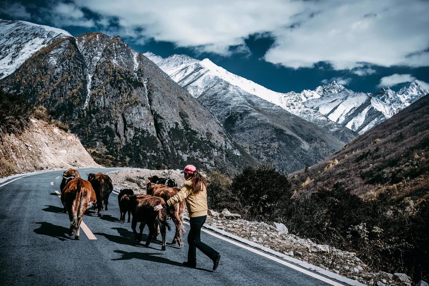 Late-returning herdsmen and livestock in the high mountains photo