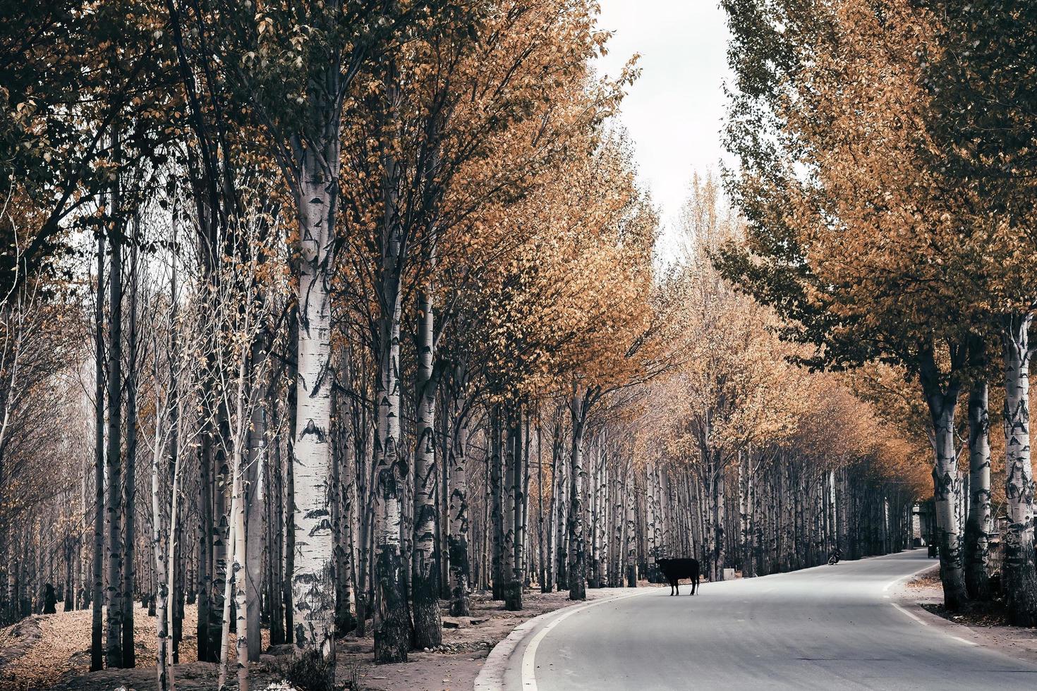 alto arboles en ambos lados de el la carretera en un montañoso pueblo foto