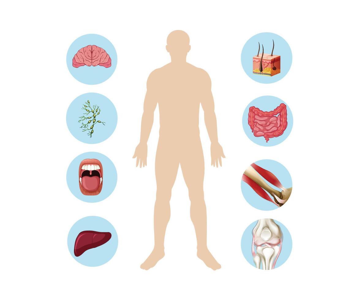 humano cuerpo partes para médico vector