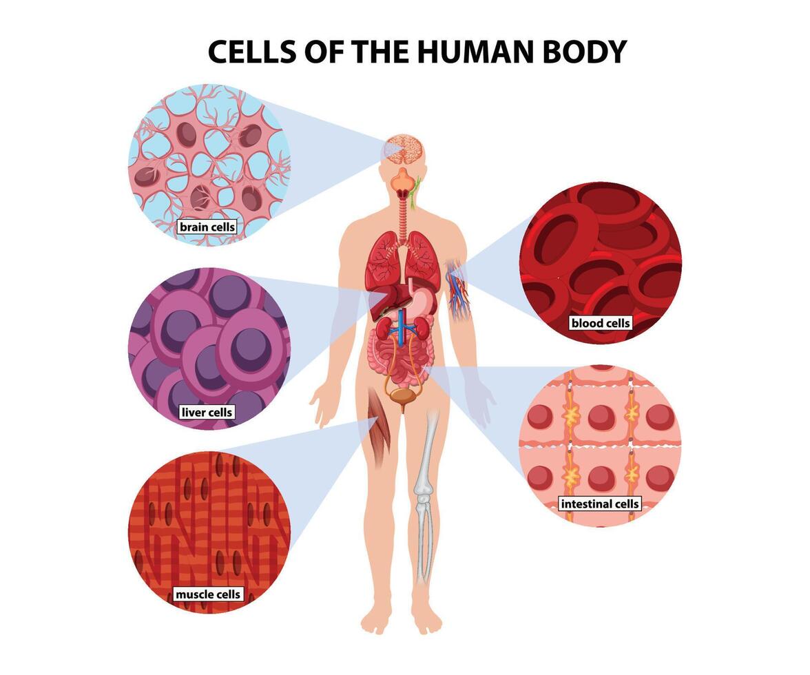 Cells of the human body vector