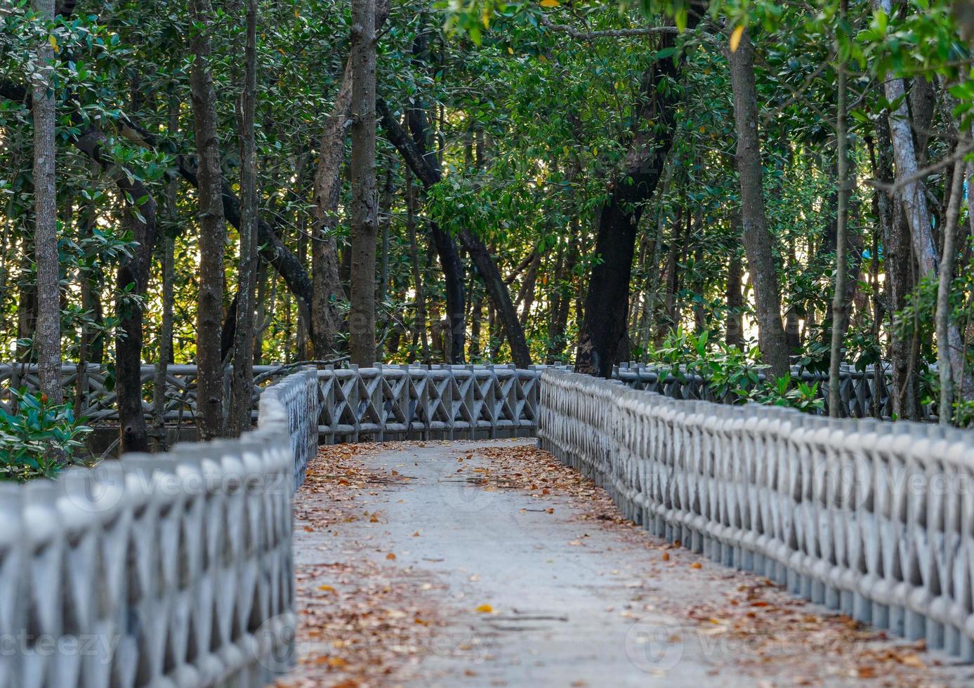 Concrete walkway along the coast of the mangrove forest photo