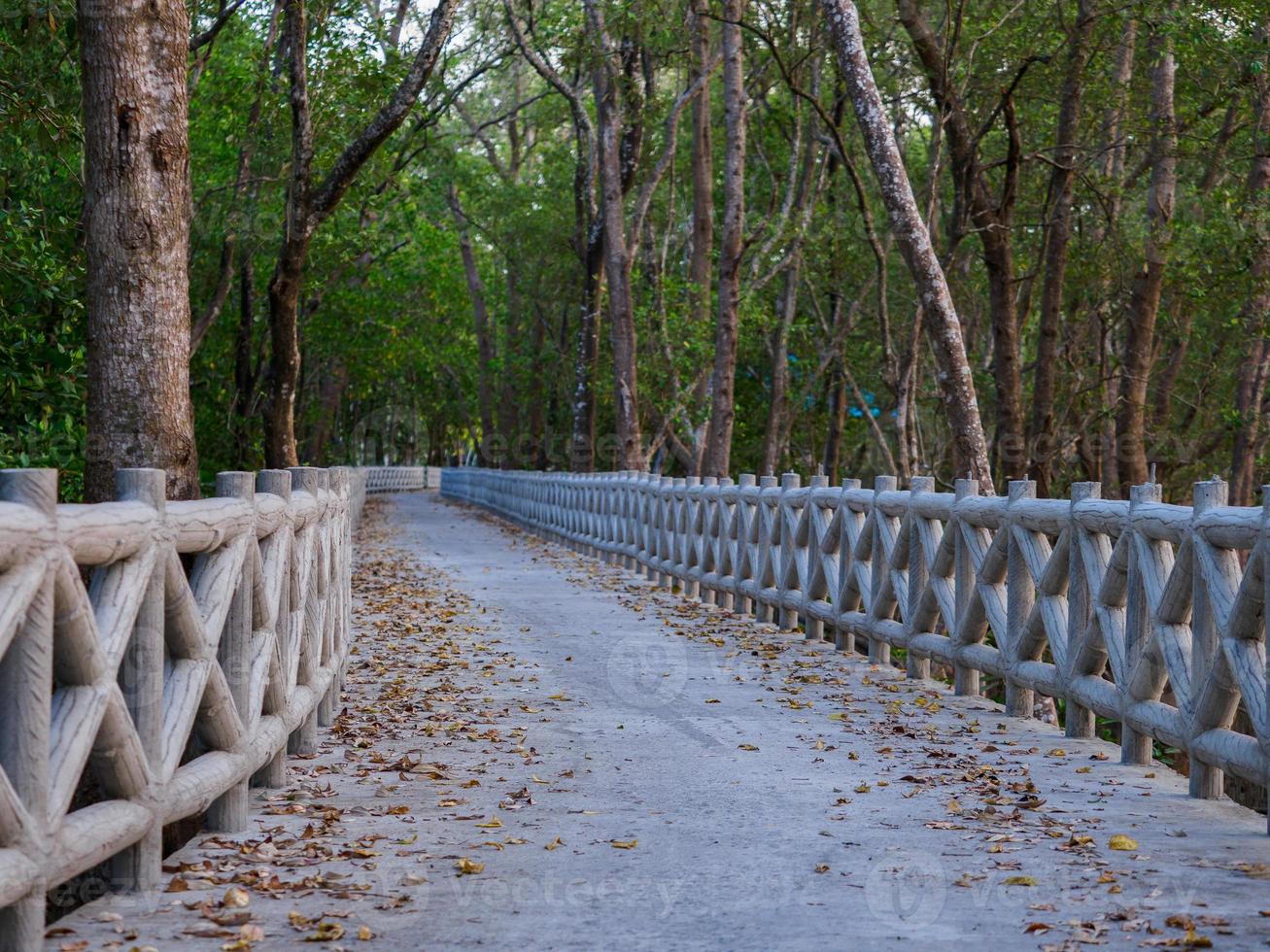Concrete walkway along the coast of the mangrove forest photo