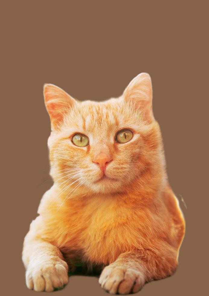 cat with brown background photo