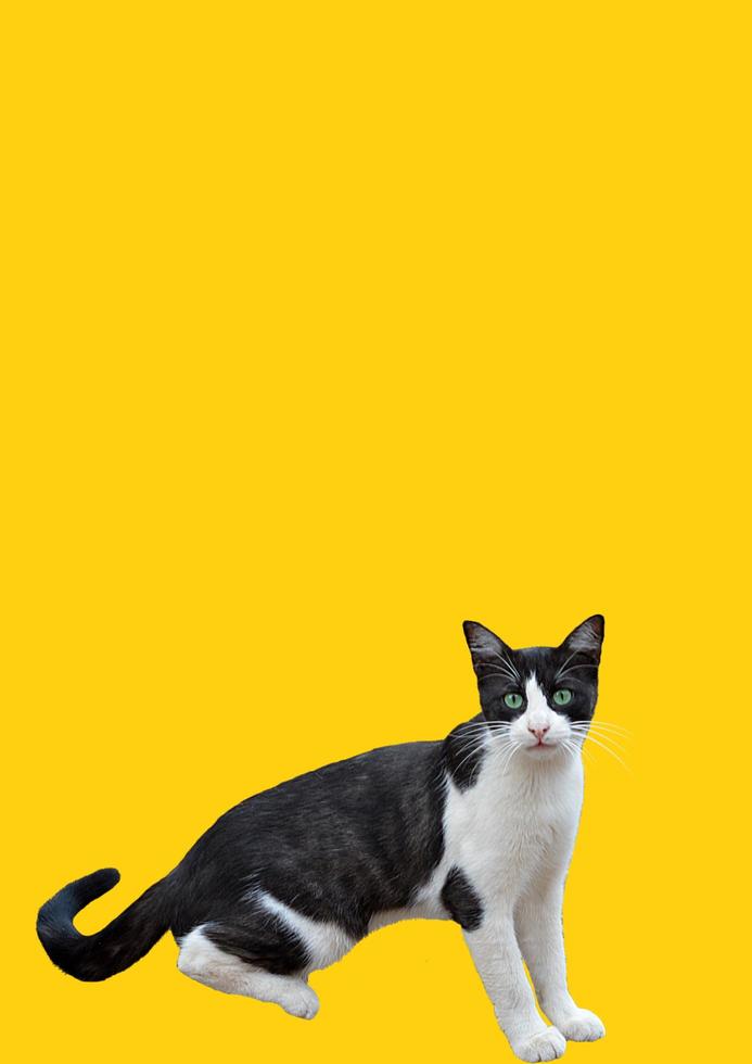 cat with yellow background free photo
