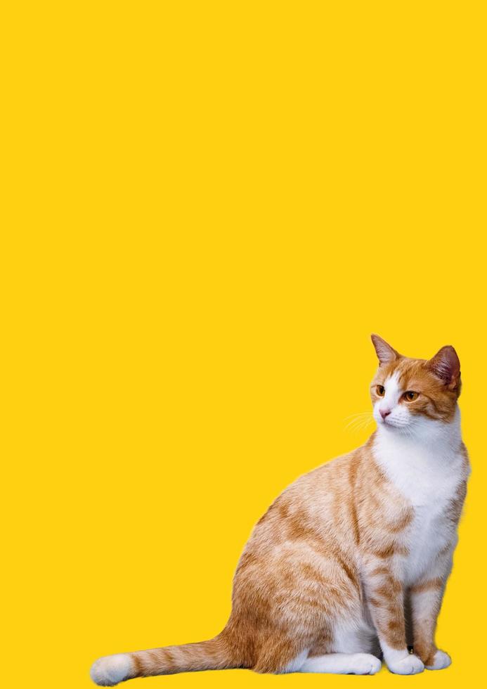 cat with yellow background photo