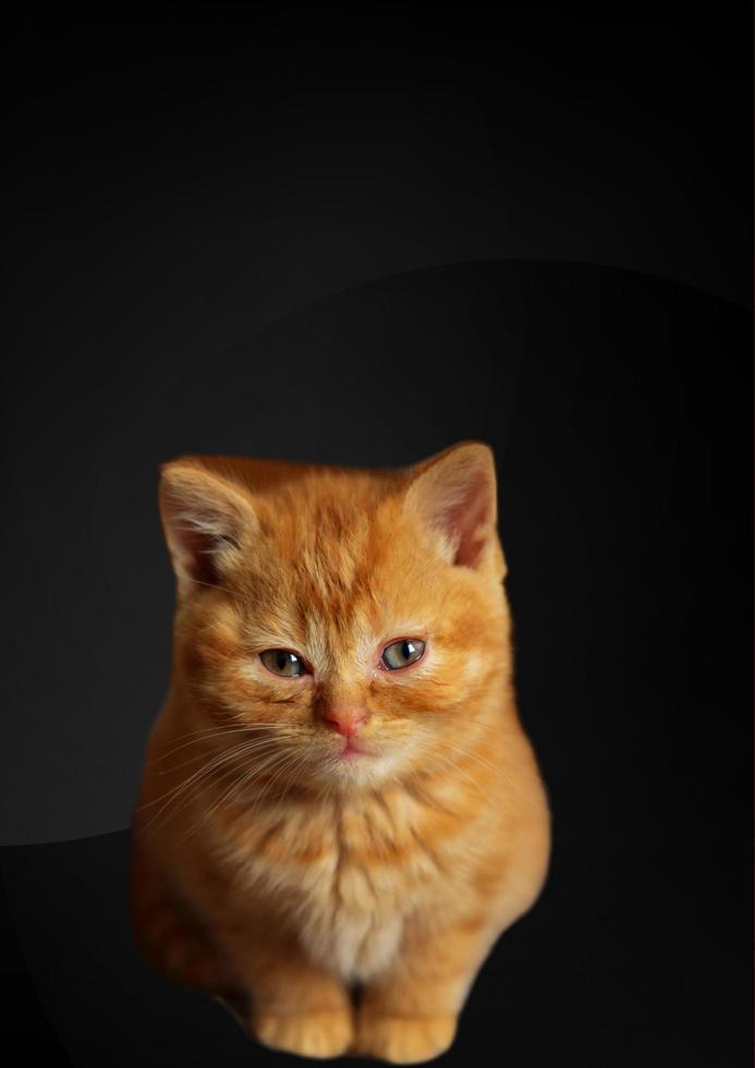 cat with black background photo