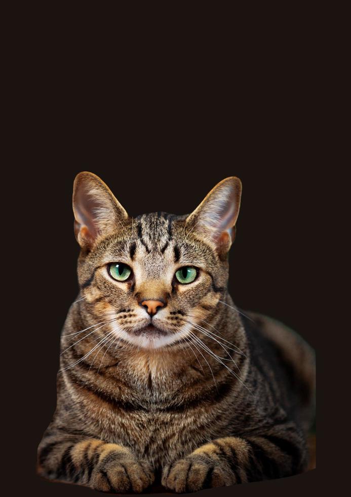 cat with balck background photo