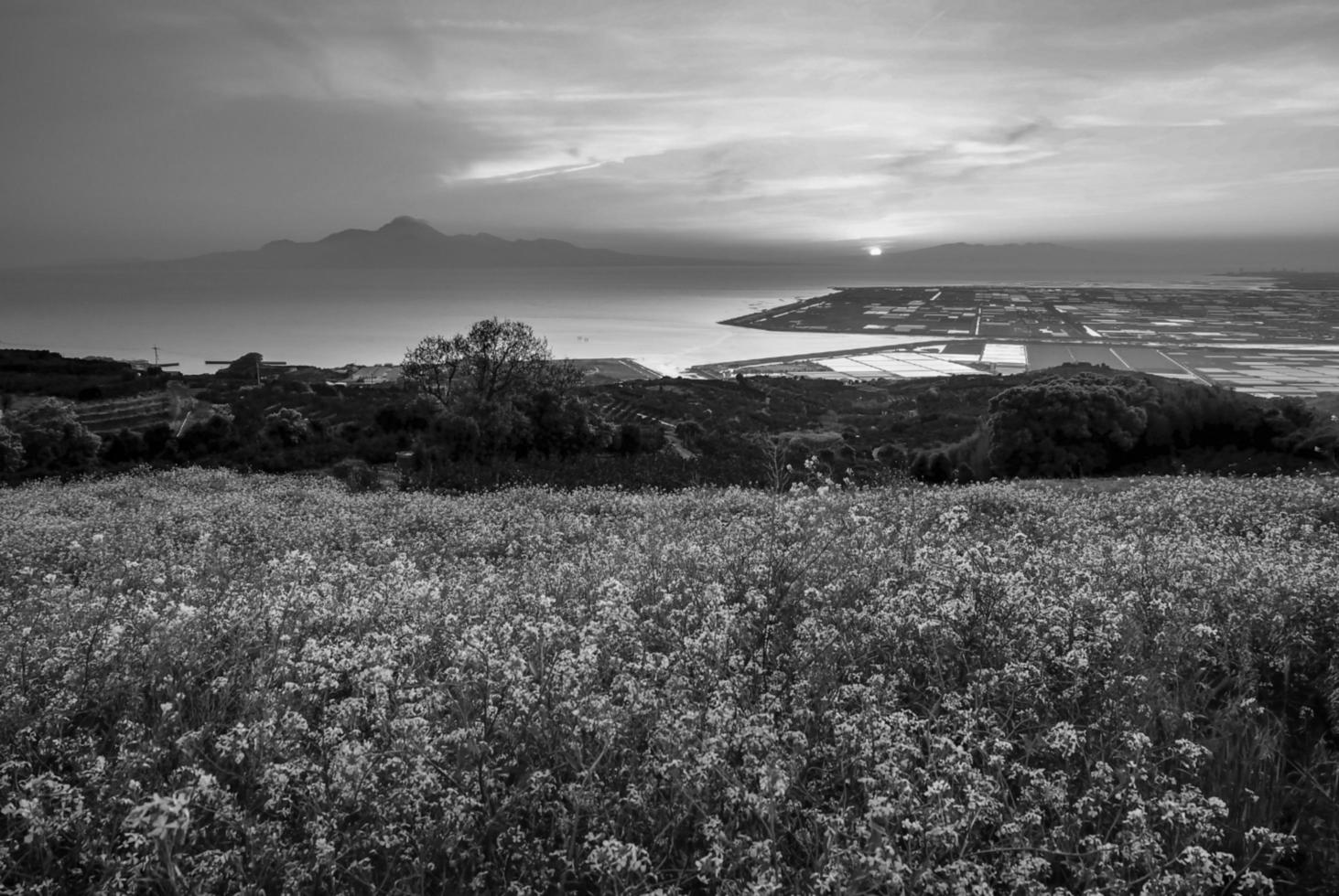 black and white nature veiw photo