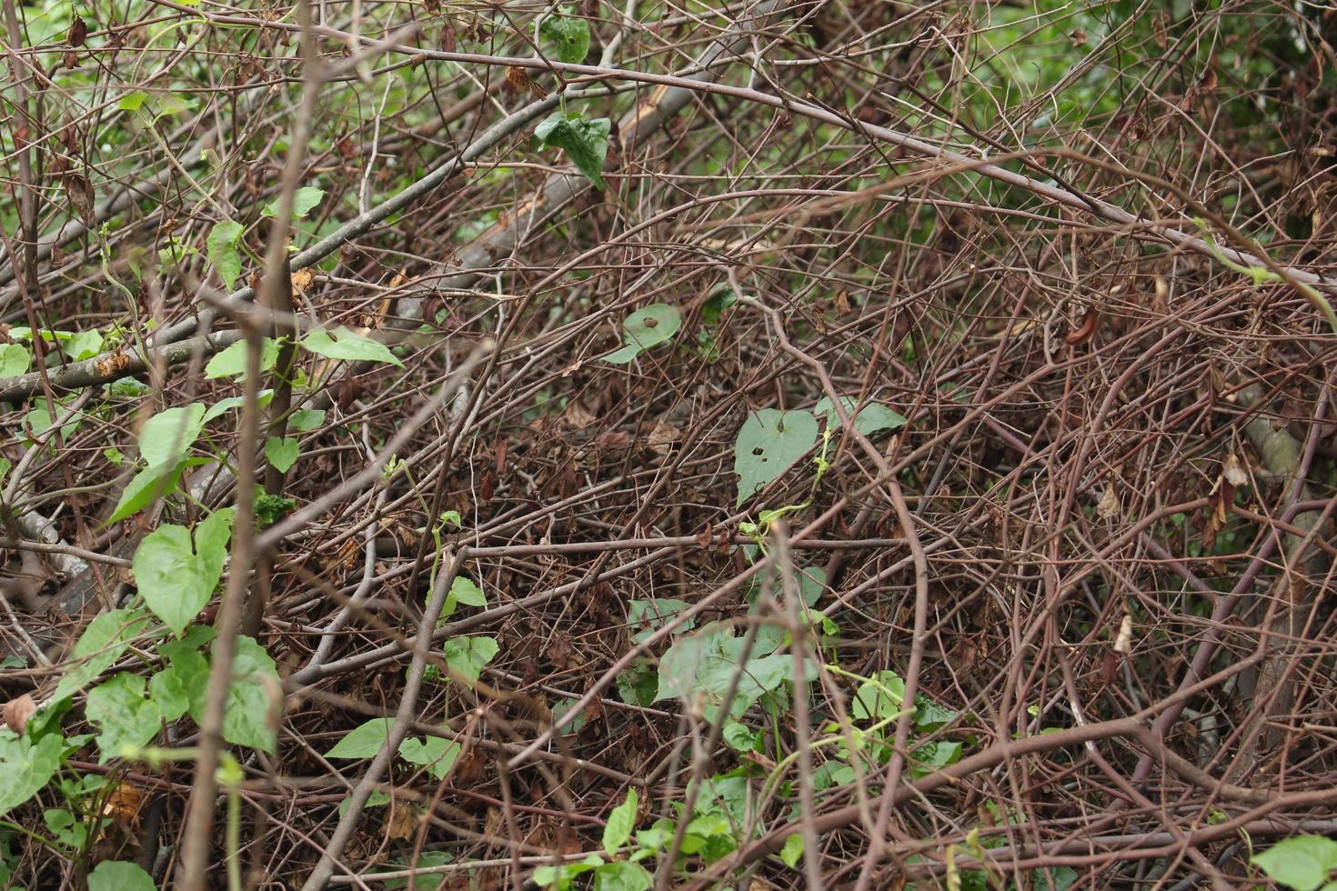 Dry twigs that have fallen on the ground, as a background concept. photo