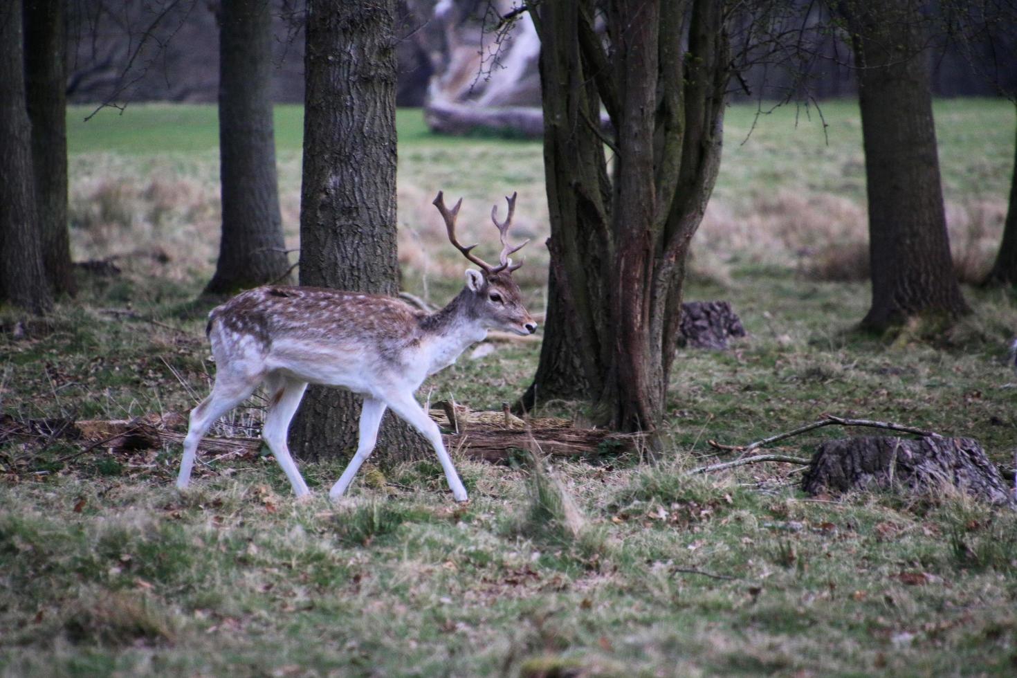 A view of some Fallow Deer in the Shropshire Countryside photo