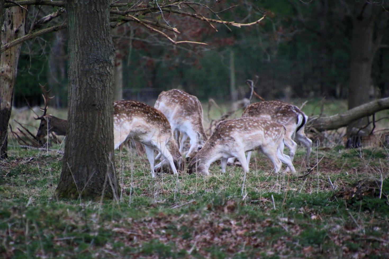 A view of some Fallow Deer in the Shropshire Countryside photo