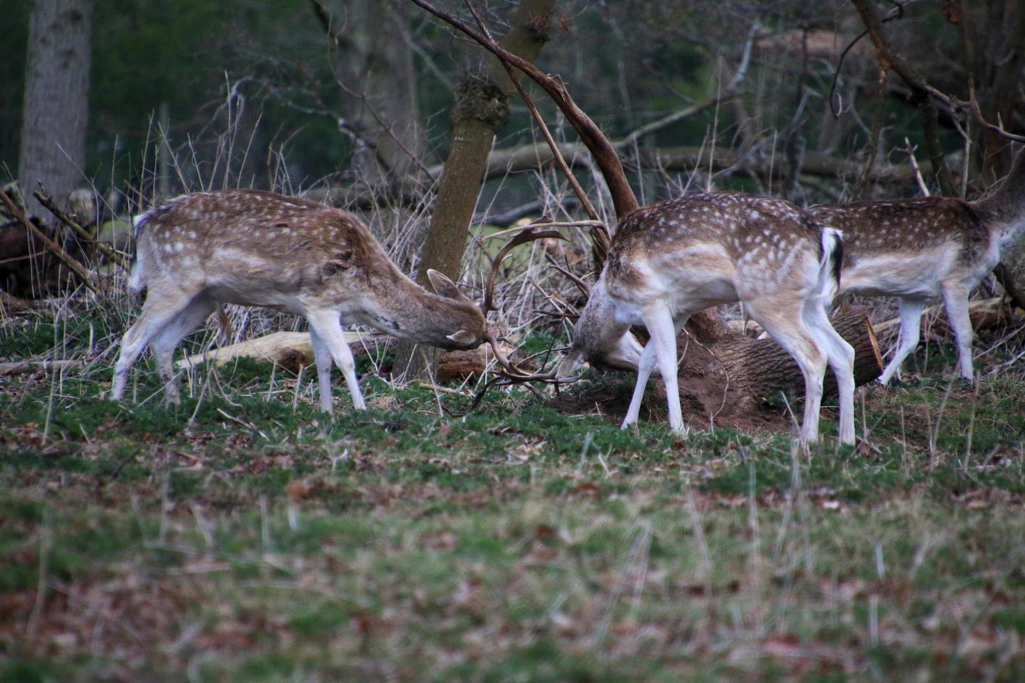 A view of some Fallow Deer in the Shropshire Countryside photo