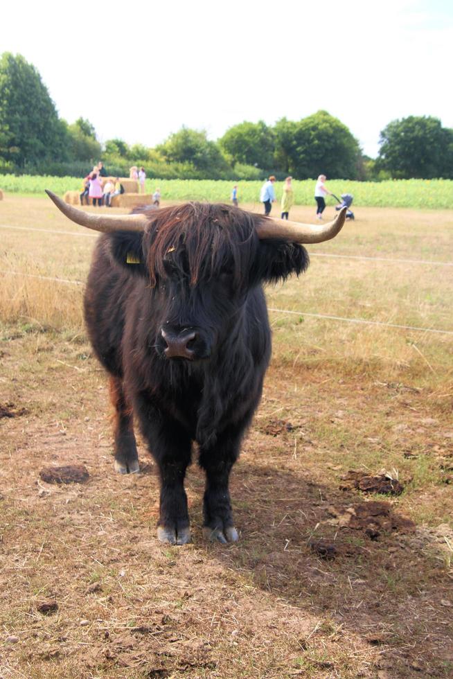 un ver de un tierras altas vaca foto