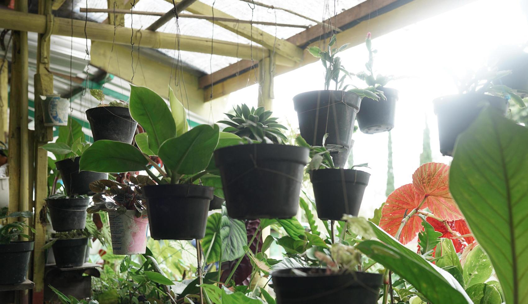 Plants in a botanical garden, sunlight on the leaves, warm summer day photo