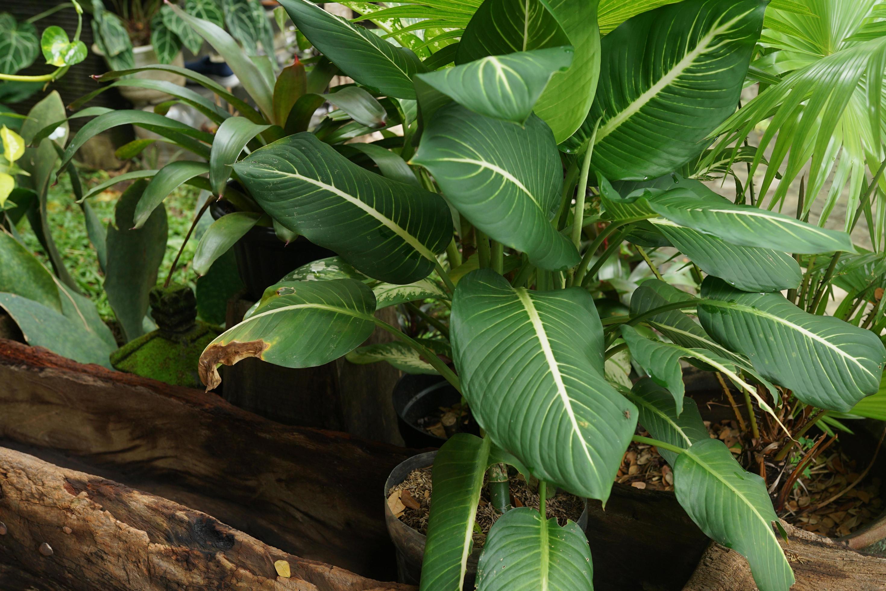 spathiphyllum-on-the-bushes-in-the-garden-free-photo.JPG