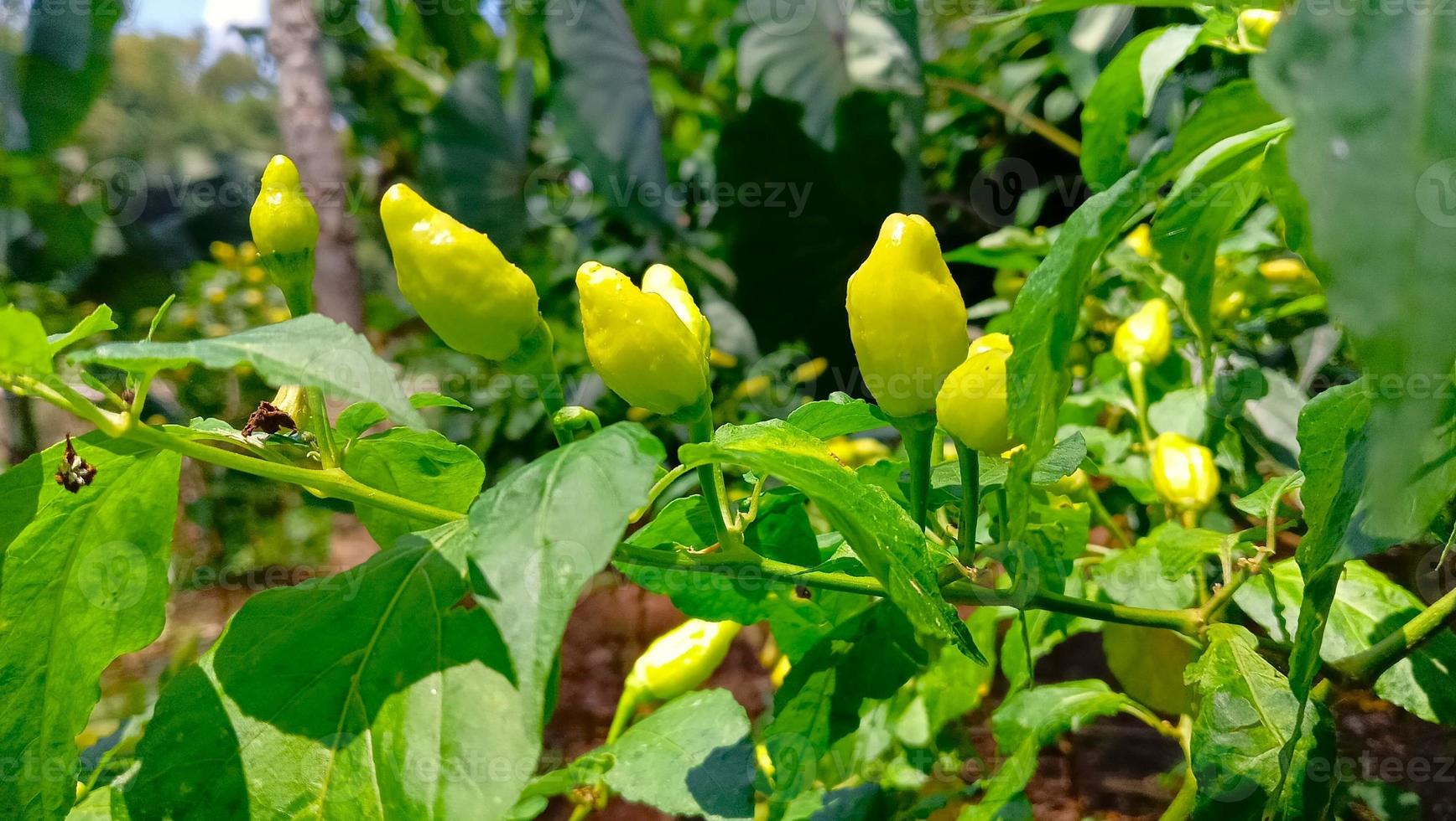 chili tree with green chilies in it photo