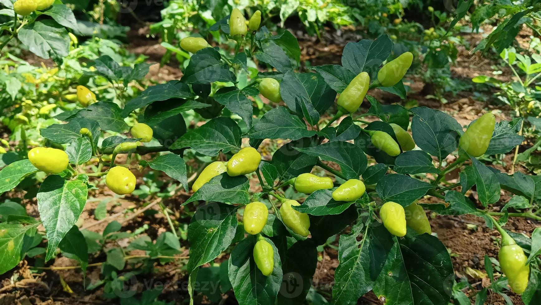 chili tree with green chilies in it photo