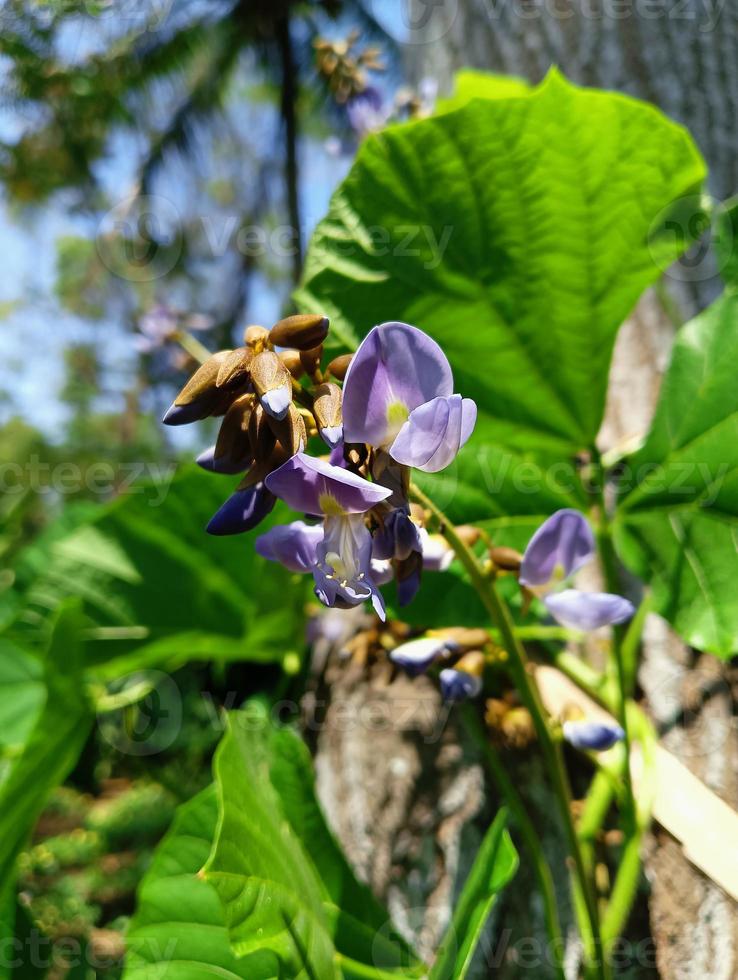 purple bengkoang flower plant in the garden photo