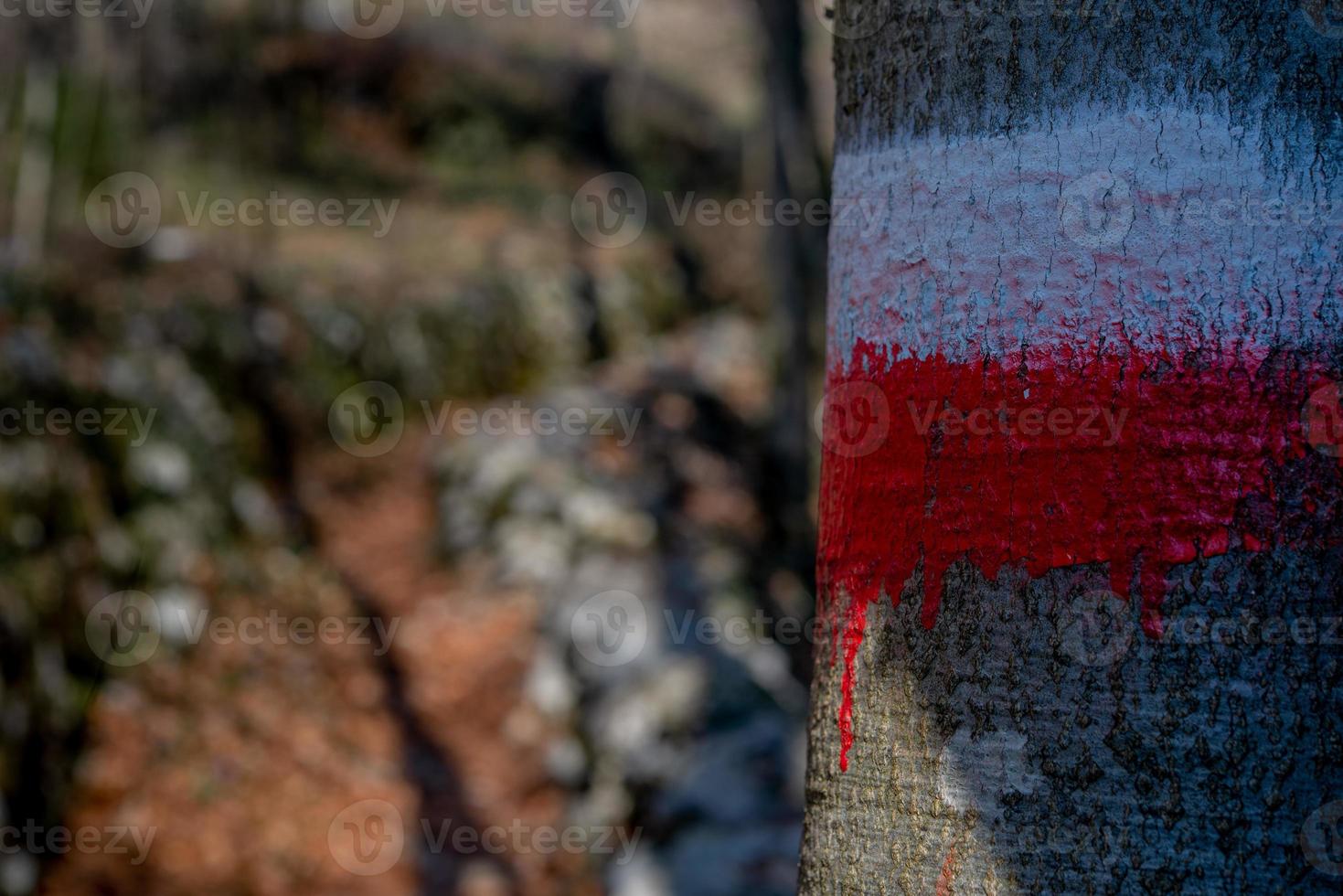 Path in the woods photo