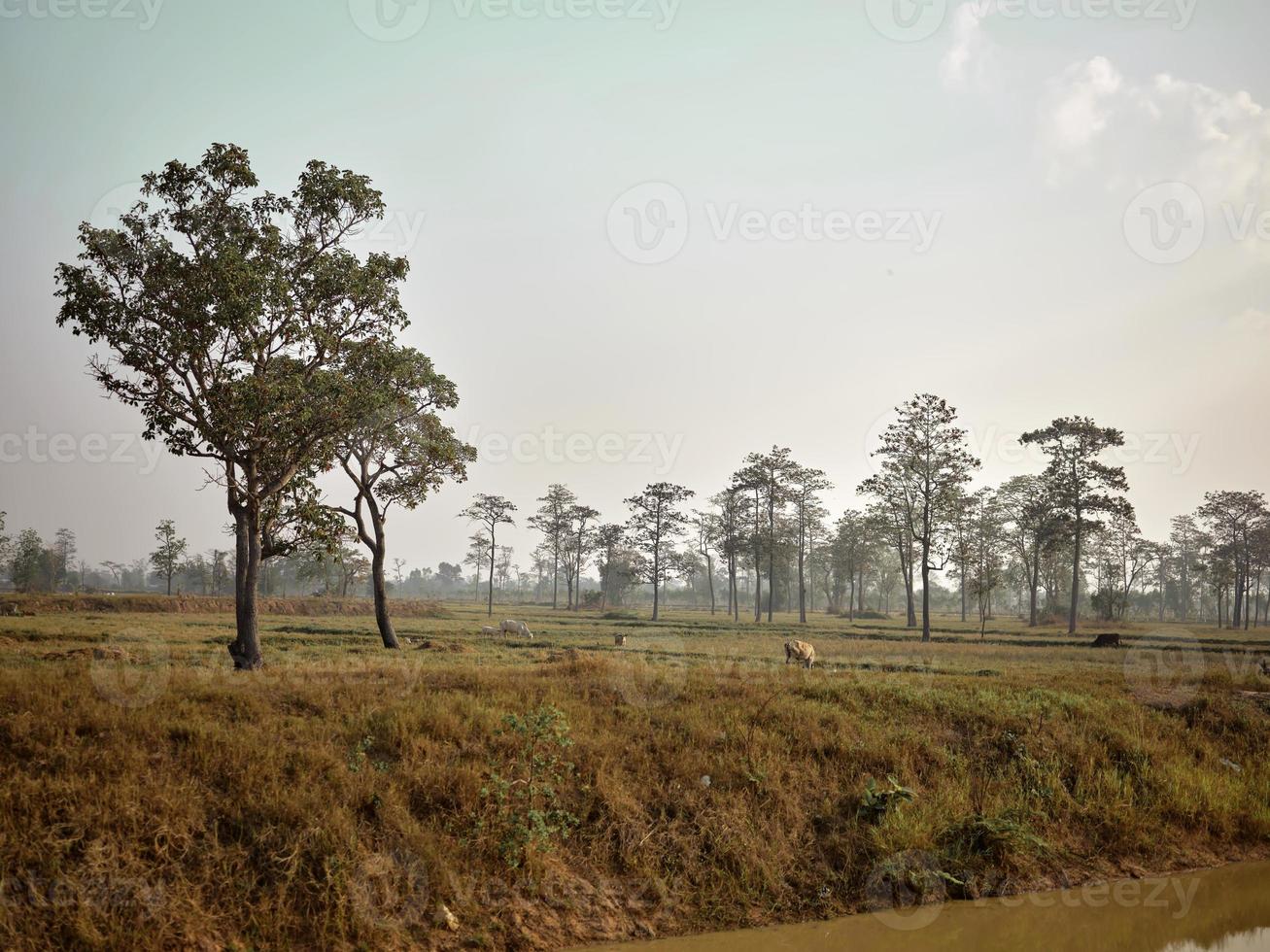 hermosa arroz campo con y grande árbol paisaje, foto