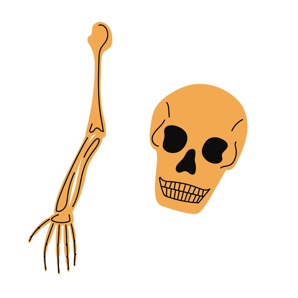 Human skeleton. Skeletal arm and skull Vector white illustration set.