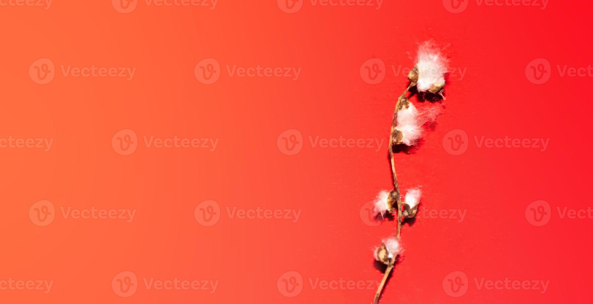 Poplar fluff worm on red background, abstract natural pattern photo