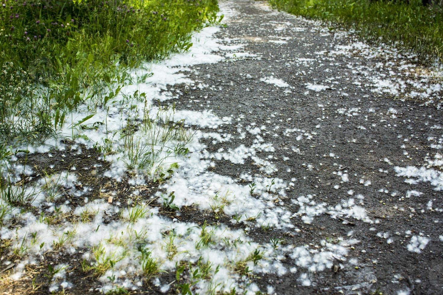 july fluff in the grass photo
