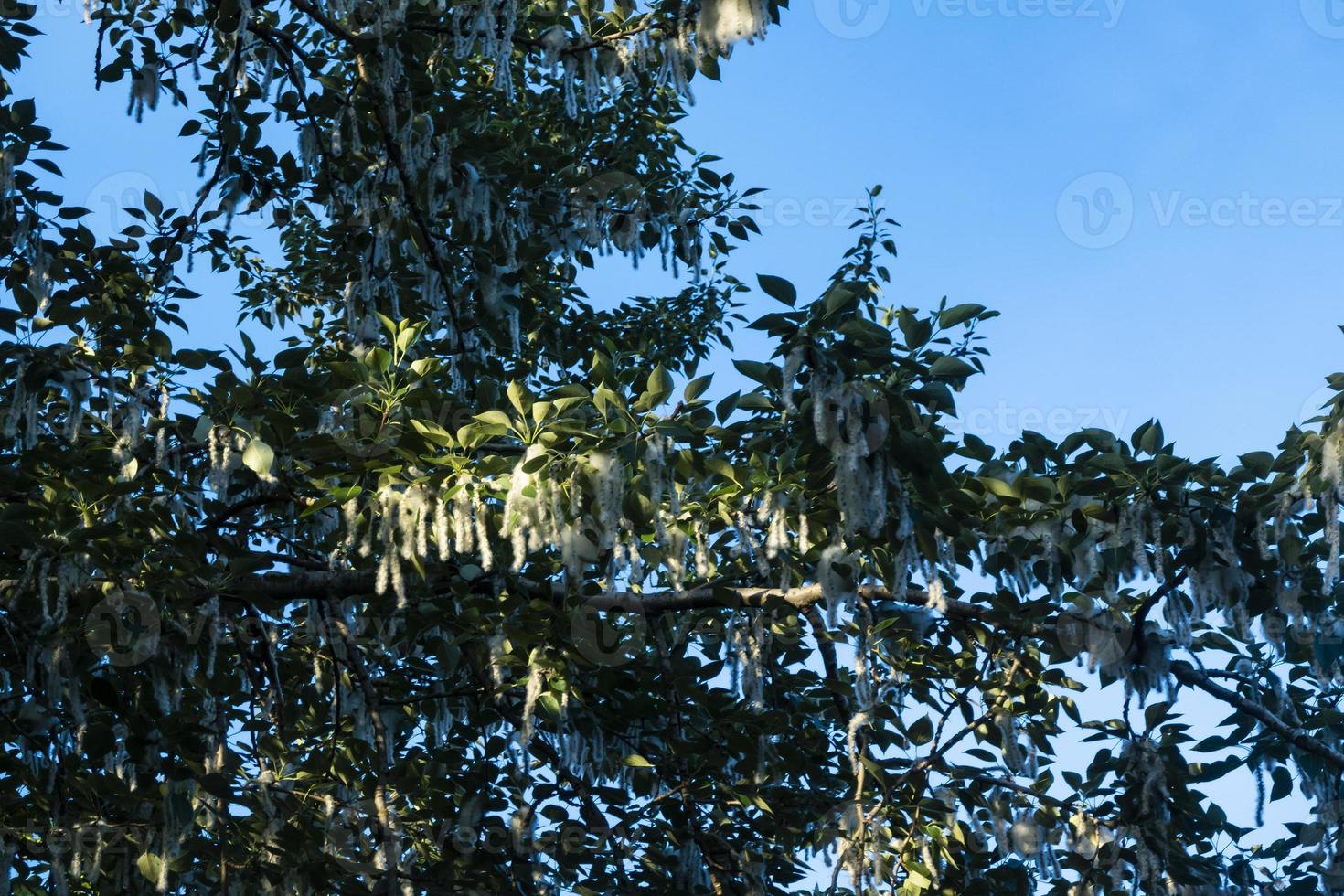 verano paisaje. álamo pelusa es a culpa para alergias, verano comienza con álamo pelusa. magia álamo. foto