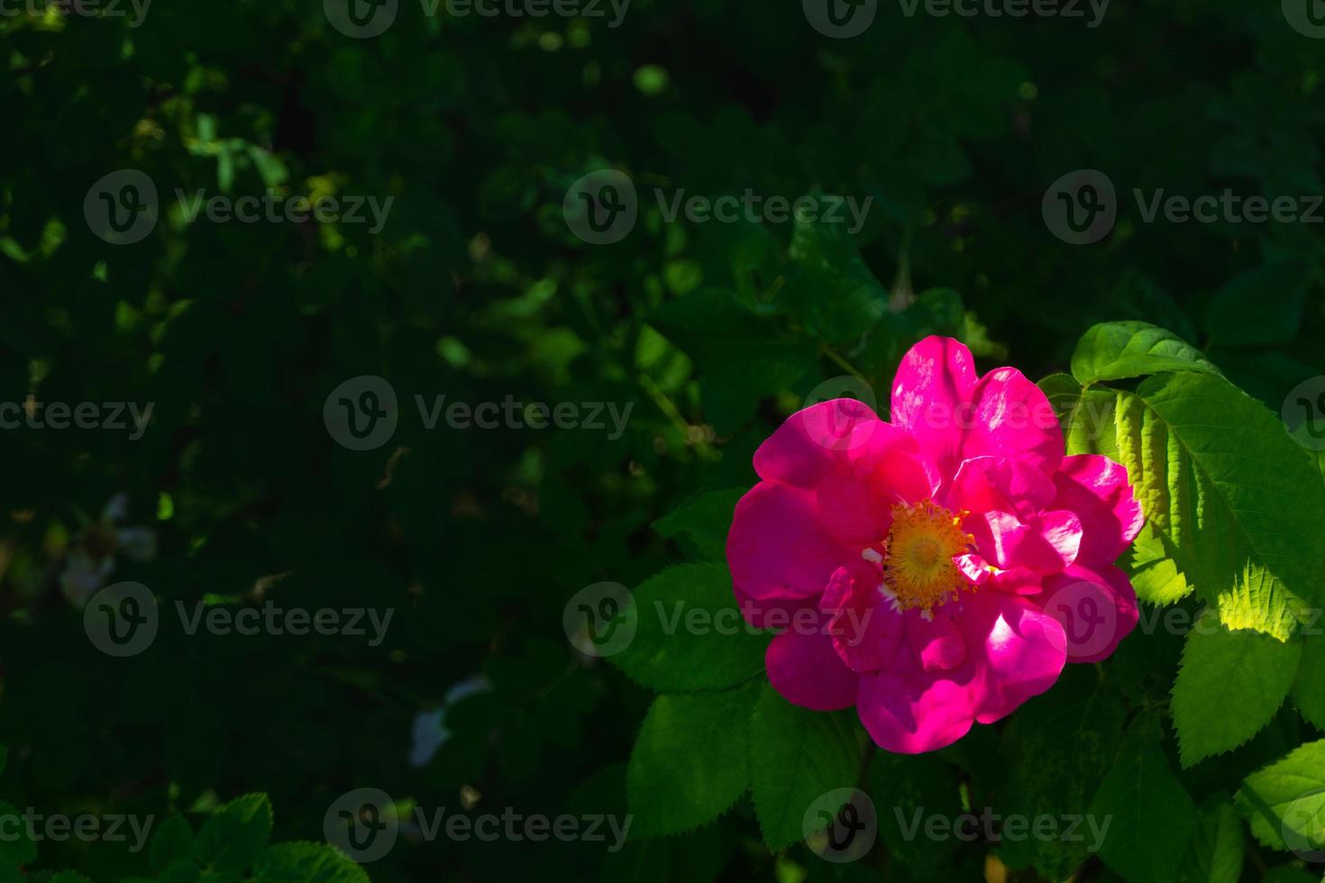 Beautiful dark pink flower Rosehip close-up. Blooming bush of Rosehip Medicinal. Free space. photo