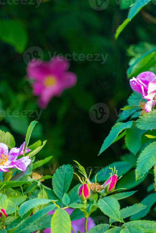 Beautiful dark pink flower Rosehip close-up. Blooming bush of Rosehip Medicinal. Free space. photo