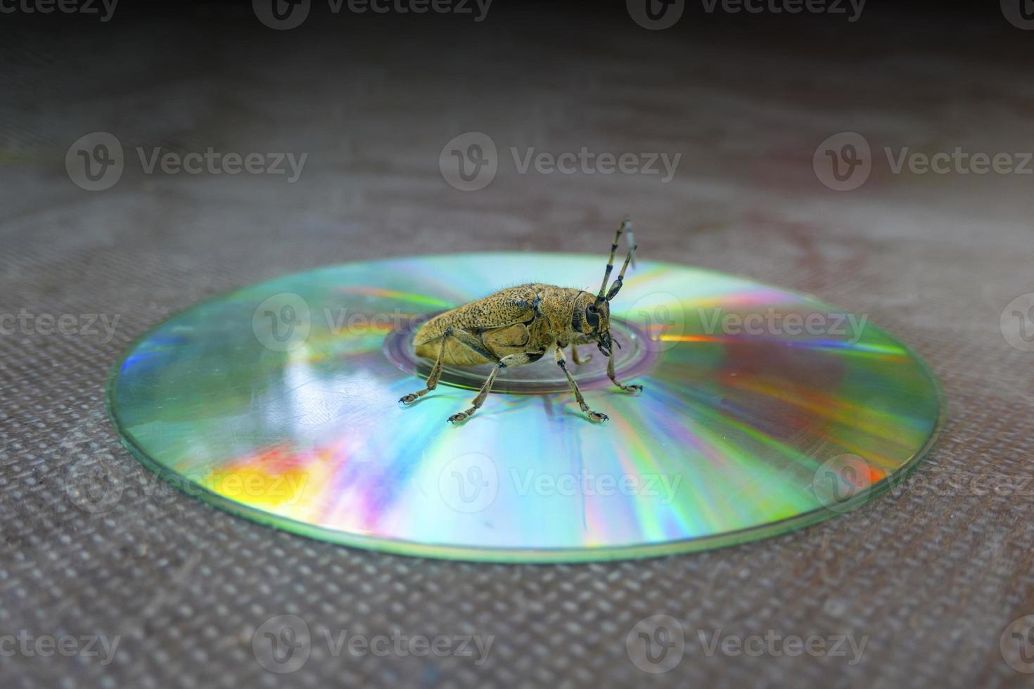 Macro shot of Longhorn beetle - Cerambycidae - sitting on a CD photo