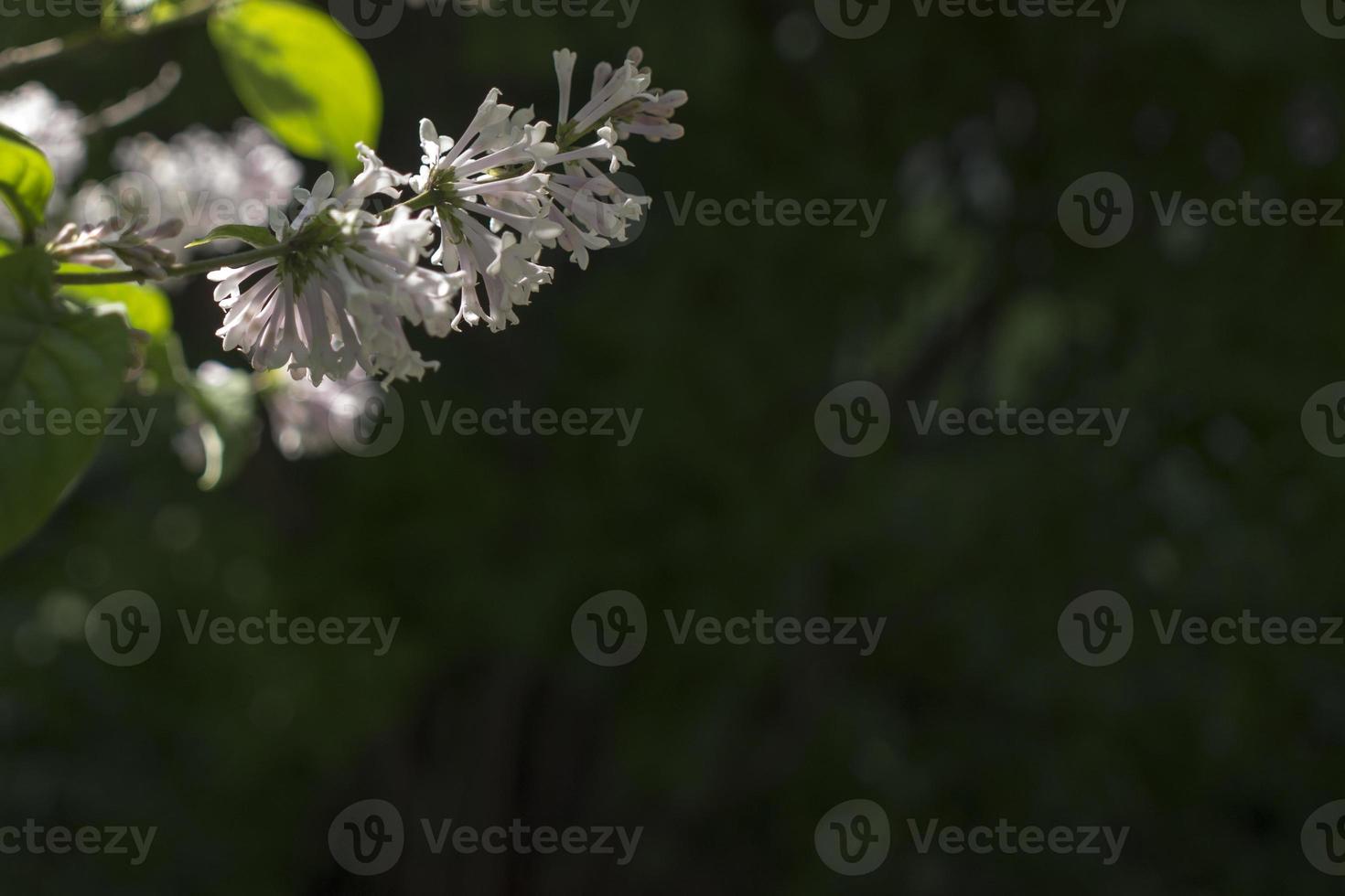 Flower background - lilac flowers in spring garden photo