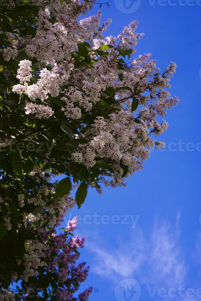 blossoming pink violet lilac against the sky photo