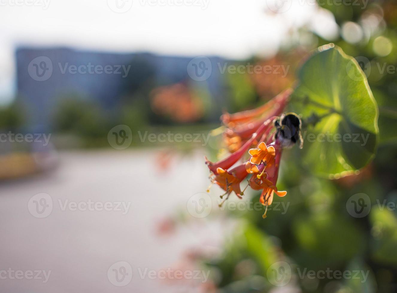 Bombus cleaning Lonicera caprifolium blossom. bokeh blur background, copy space. Selective focus photo