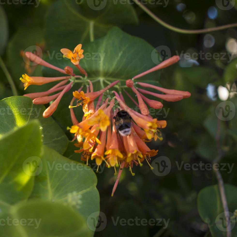 Bombus cleaning Lonicera caprifolium blossom. bokeh blur background, copy space. Selective focus photo