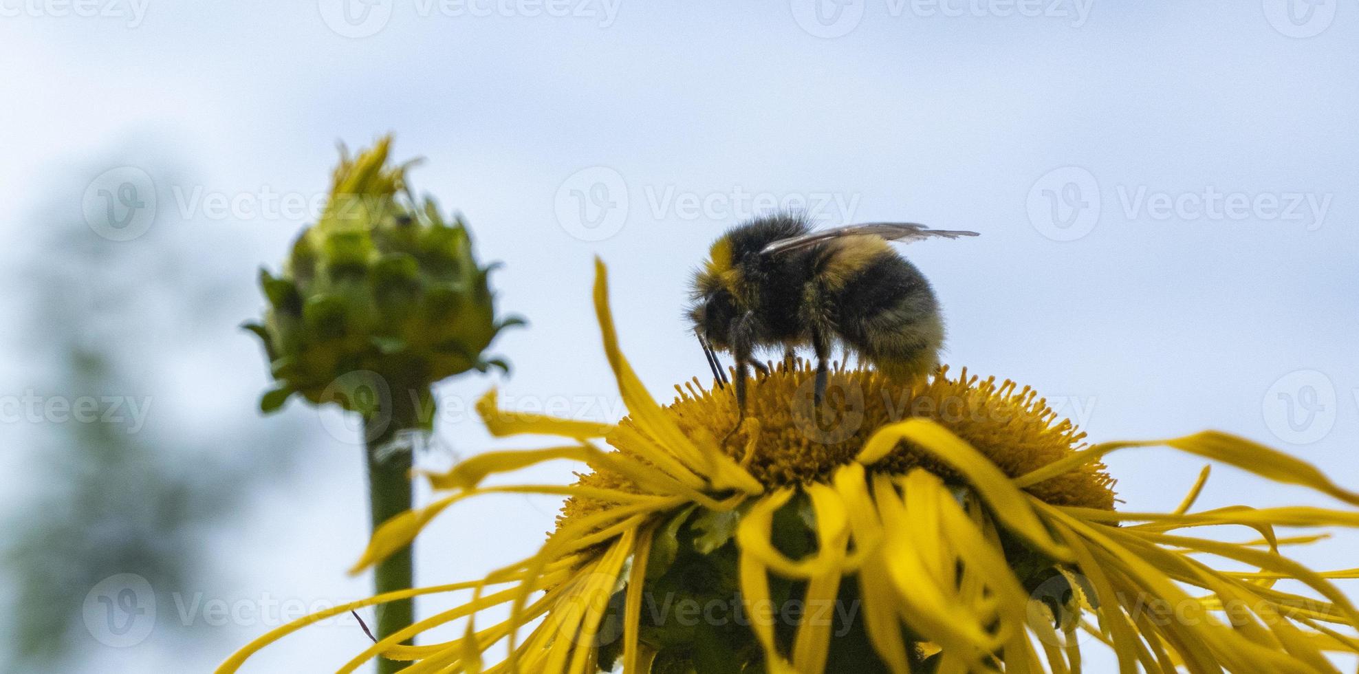 Bee collecting nectar from a beautiful flower photo