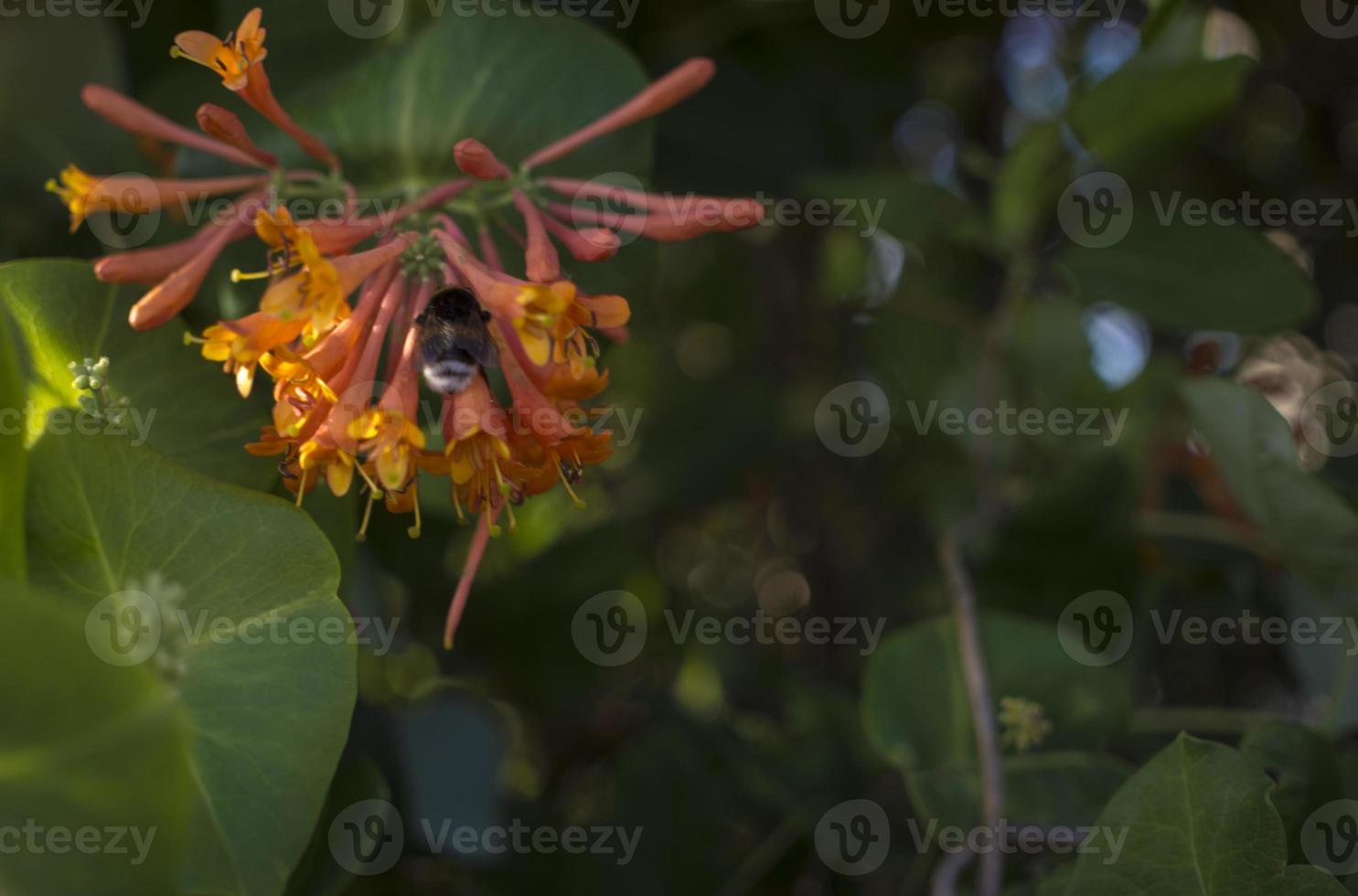 Bombus cleaning Lonicera caprifolium blossom. bokeh blur background, copy space. Selective focus photo