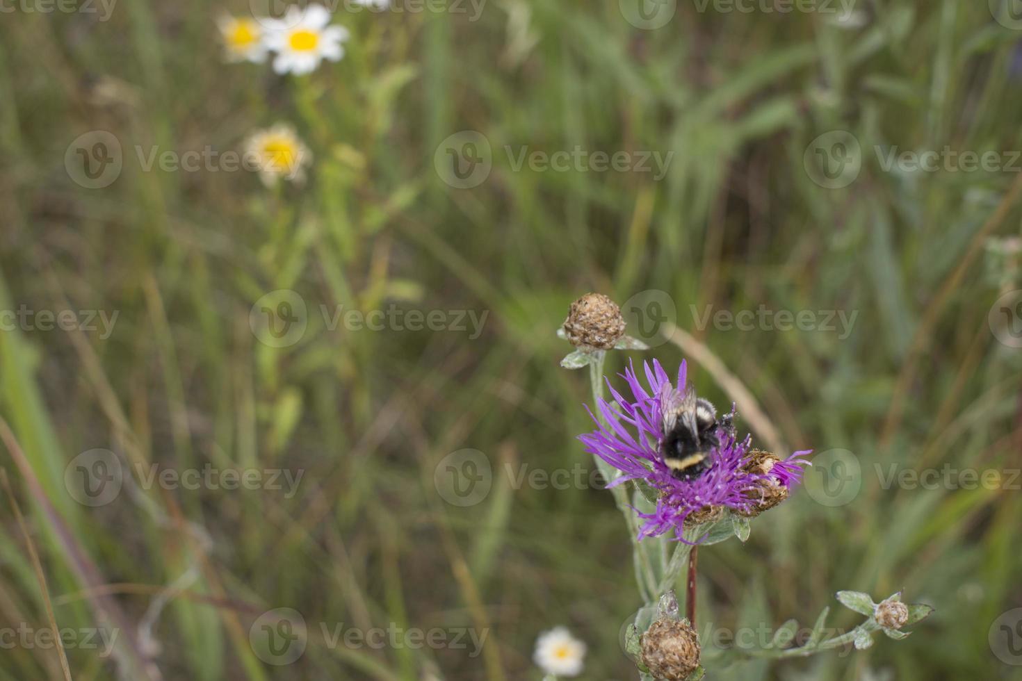 Bumblebee on a thistle against blured green background with copy space photo