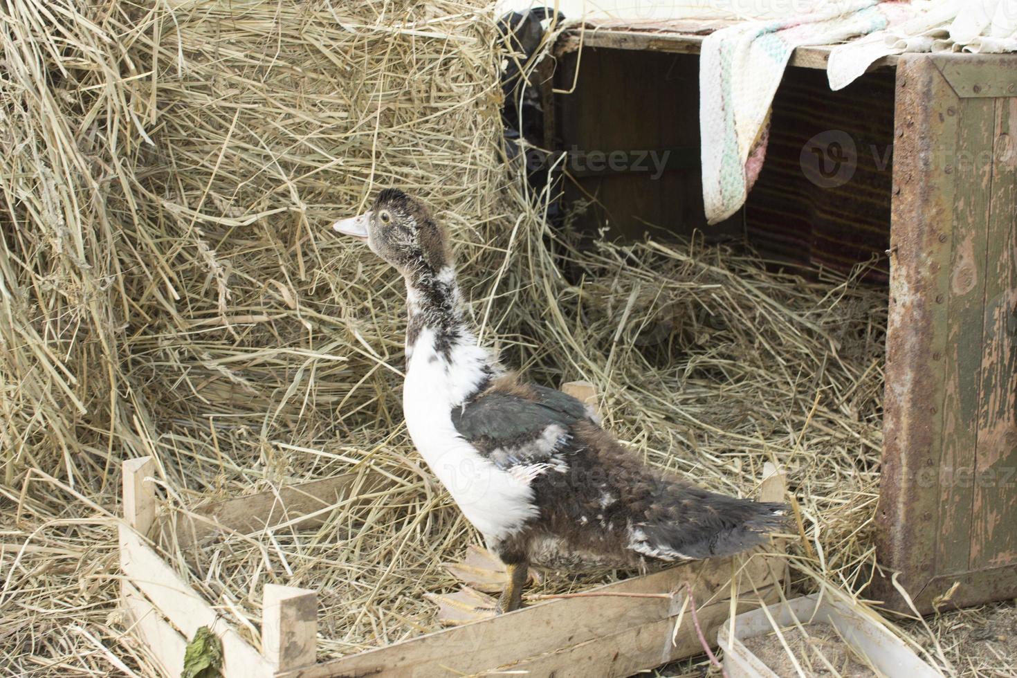 Duck broiler on a home farm photo