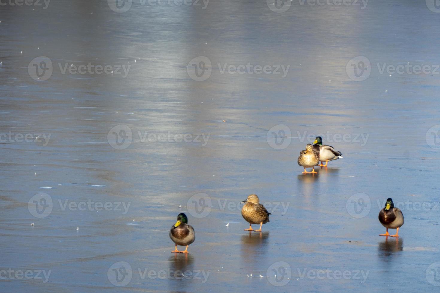 A flock of urban mallard ducks with copy space photo